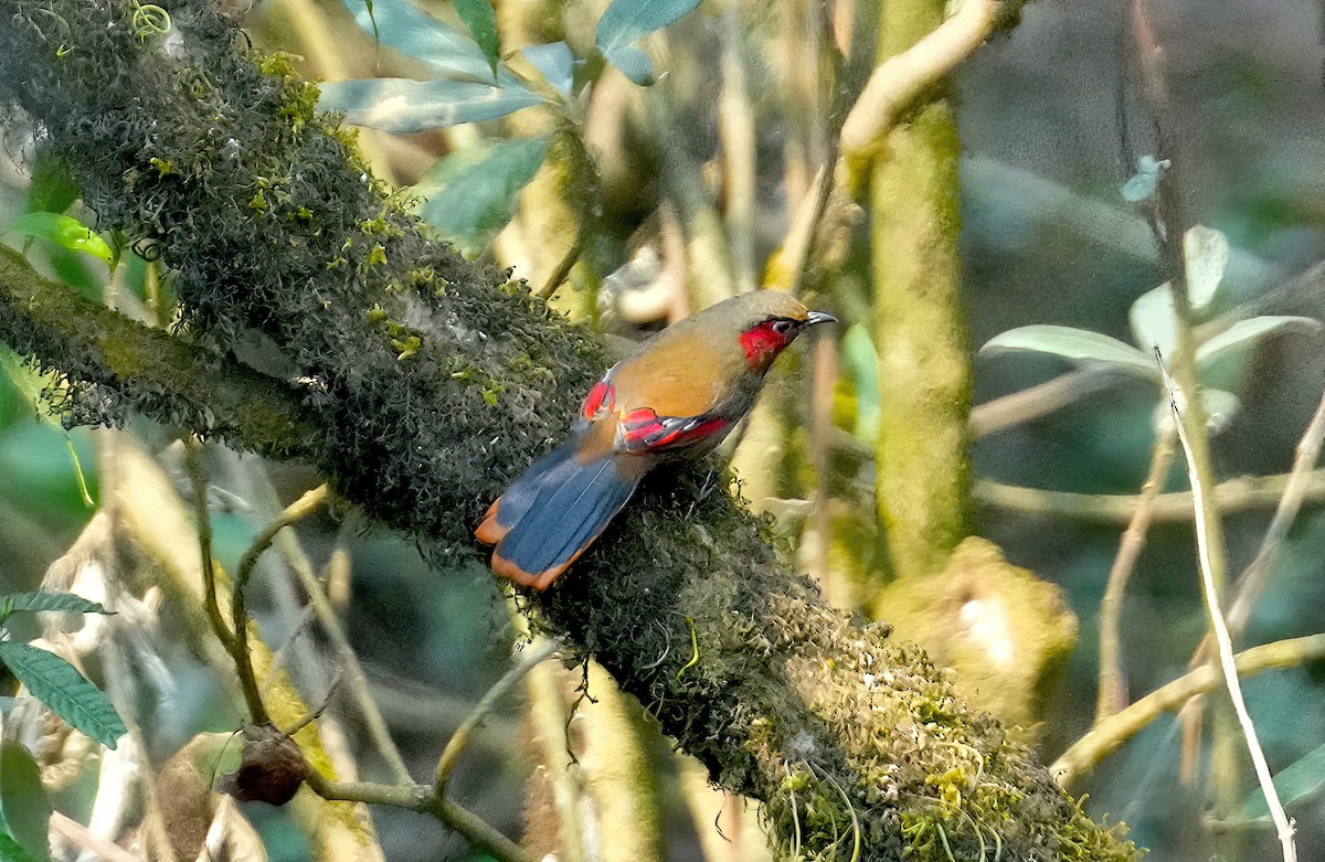 Red-faced Liocichla - ML547561931