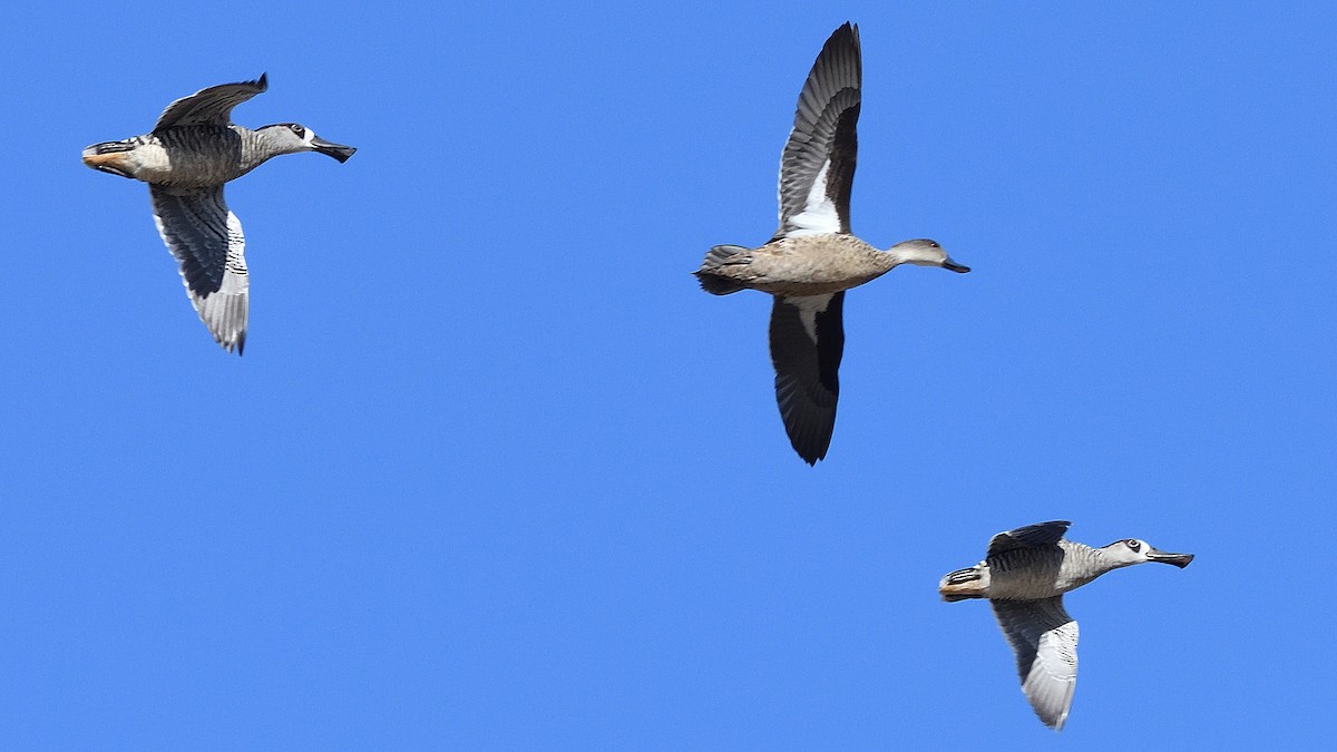 Pink-eared Duck - ML547562591