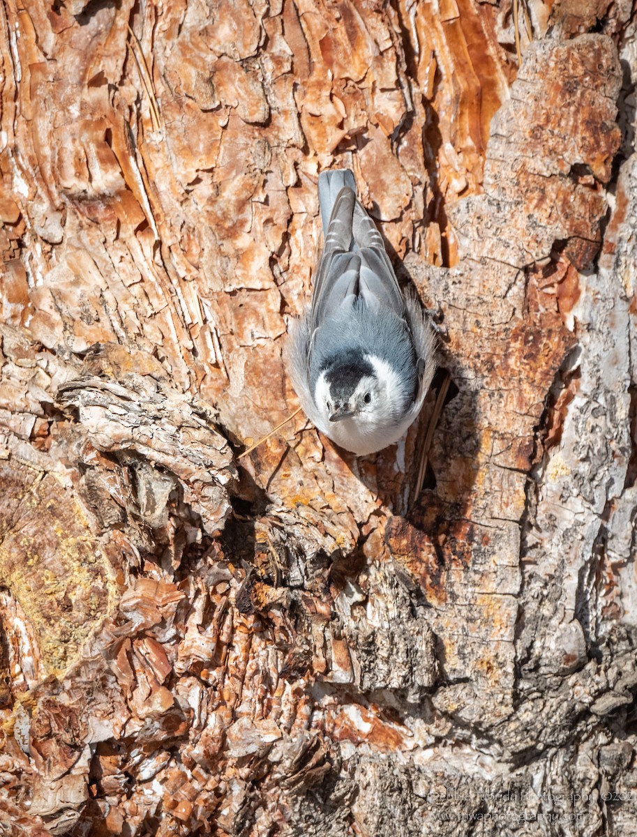 White-breasted Nuthatch - Debbie Tubridy