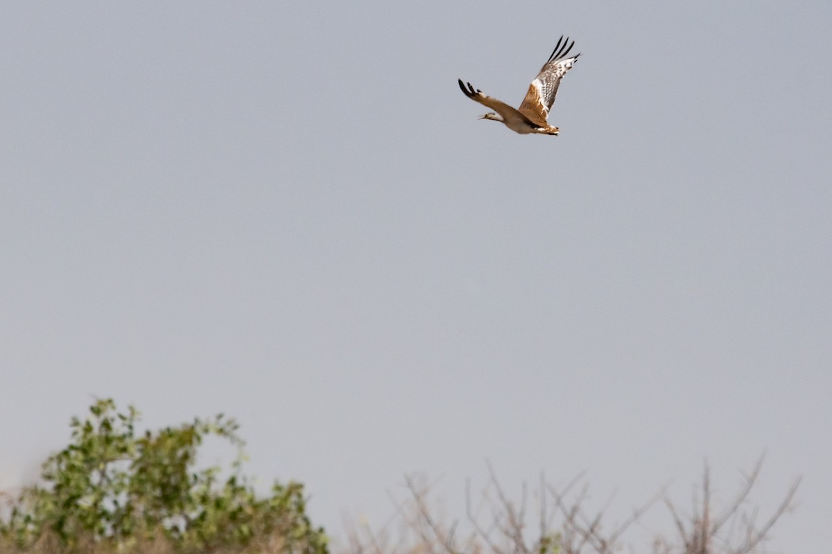 Arabian Bustard - Frédéric Bacuez