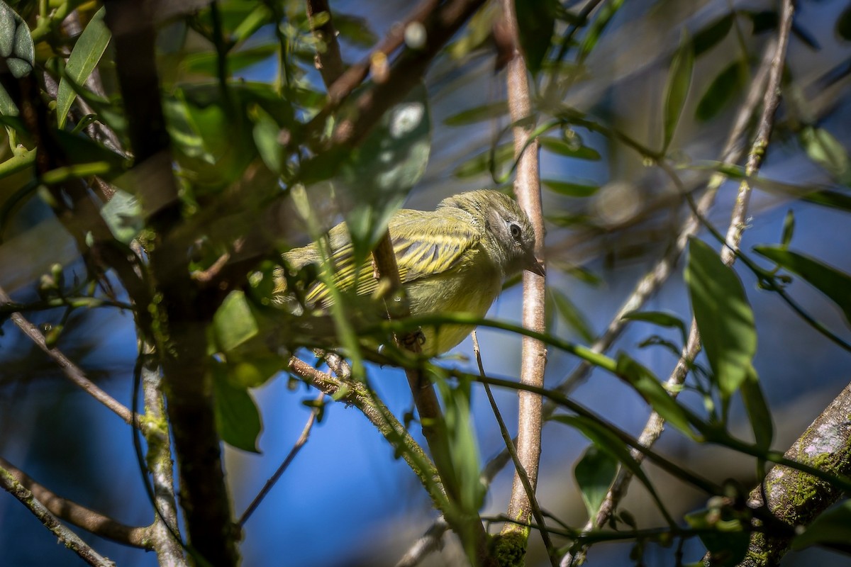 Rough-legged Tyrannulet - ML547563211