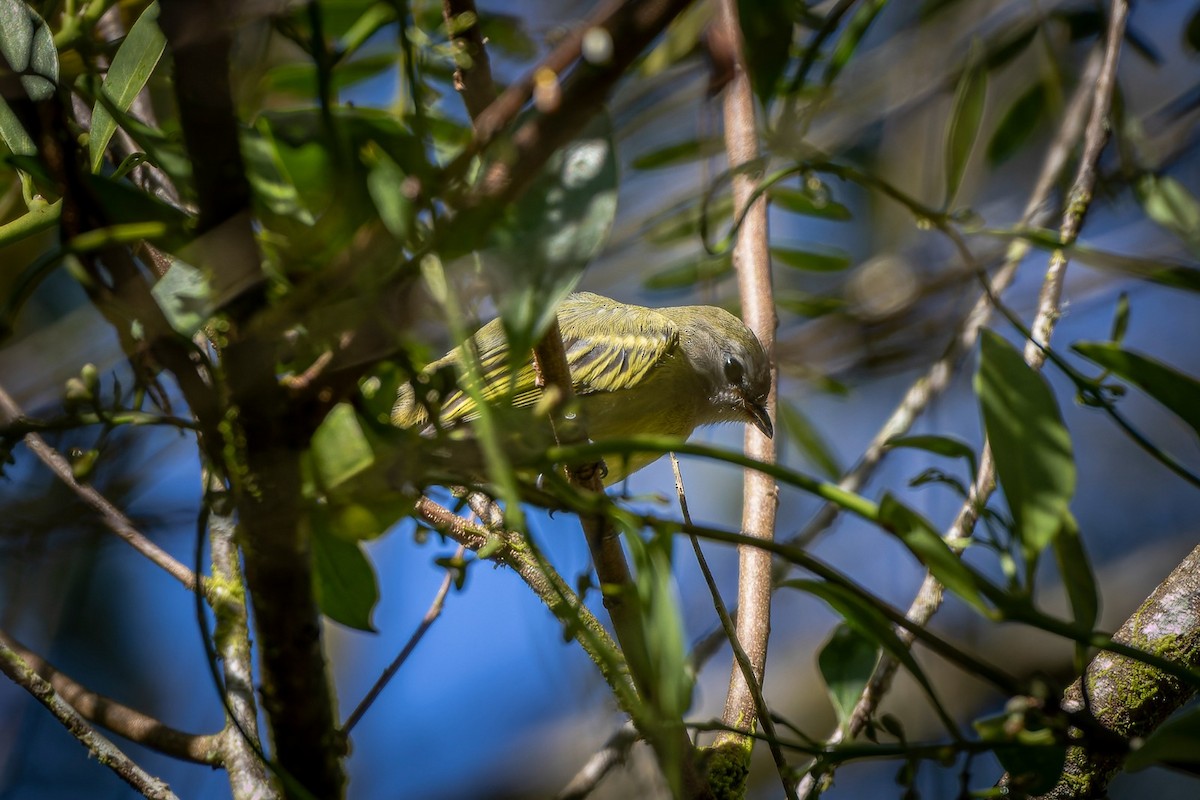 Rough-legged Tyrannulet - ML547563241