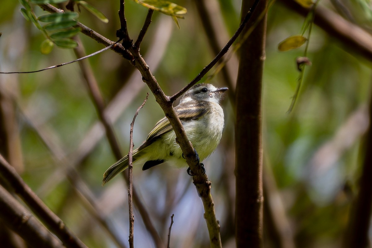Planalto Tyrannulet - ML547563281