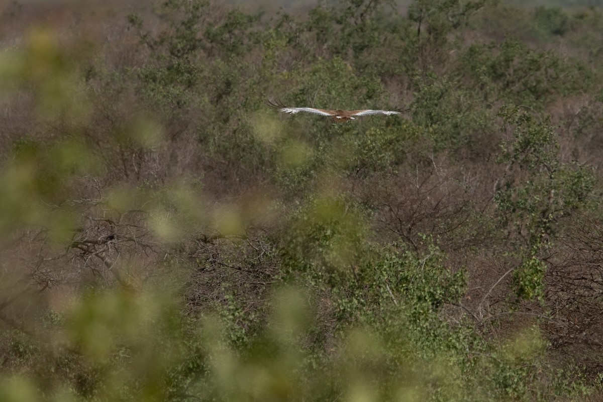 Arabian Bustard - Frédéric Bacuez