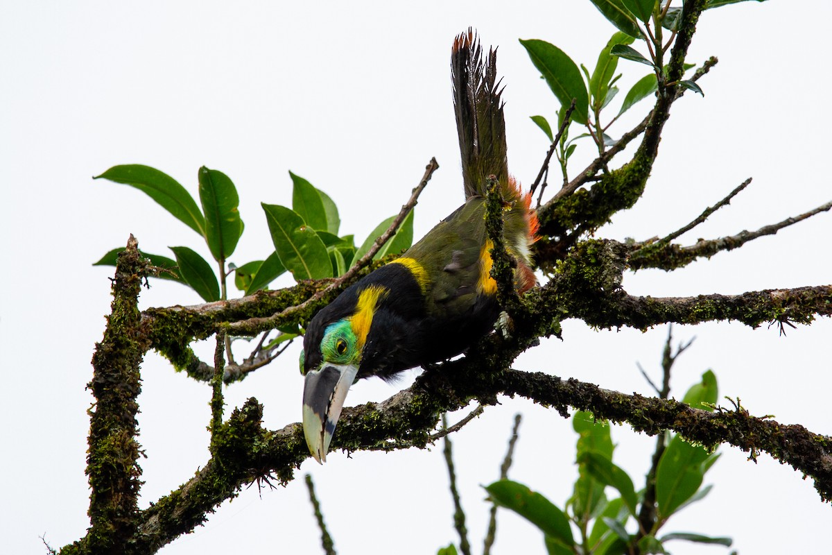 Gould's Toucanet - ML547563681