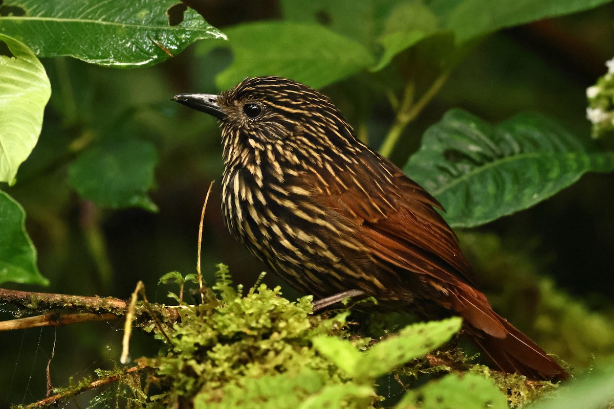 Flammulated Treehunter - Sam Zhang