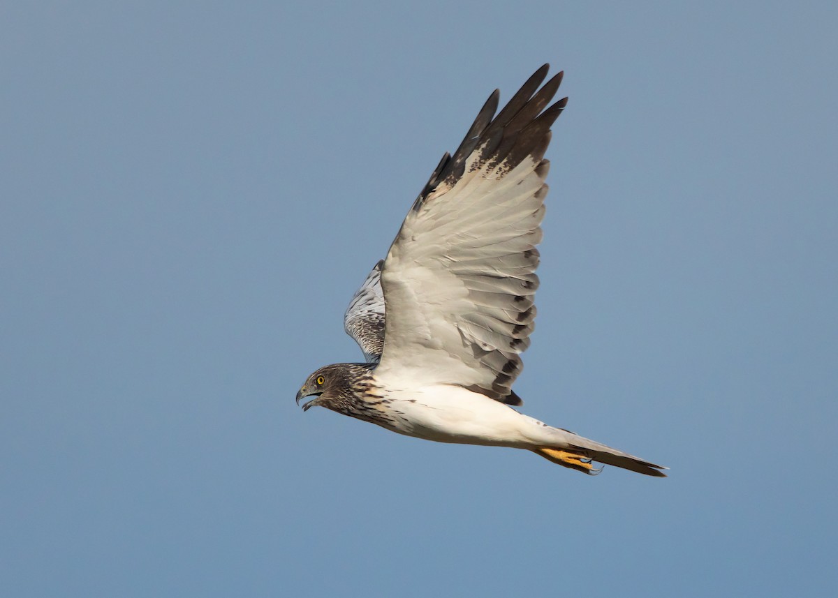 Eastern Marsh Harrier - ML547564151