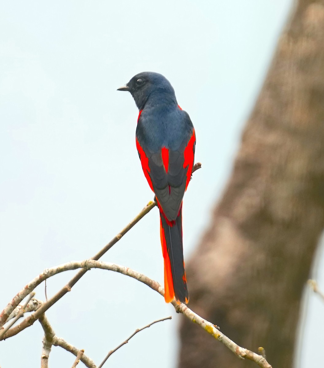 Long-tailed Minivet - Sudip Simha