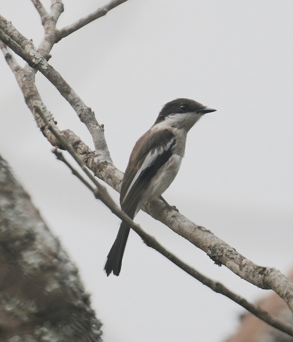 Bar-winged Flycatcher-shrike - ML547566861