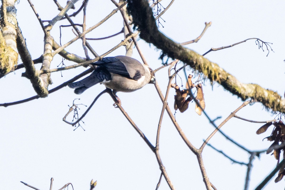 Brown Bullfinch - Uday Agashe