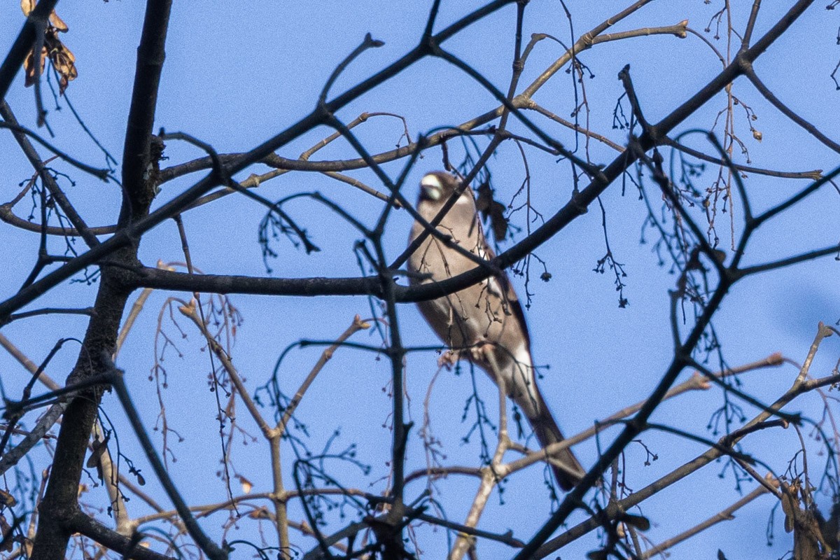 Brown Bullfinch - ML547568191