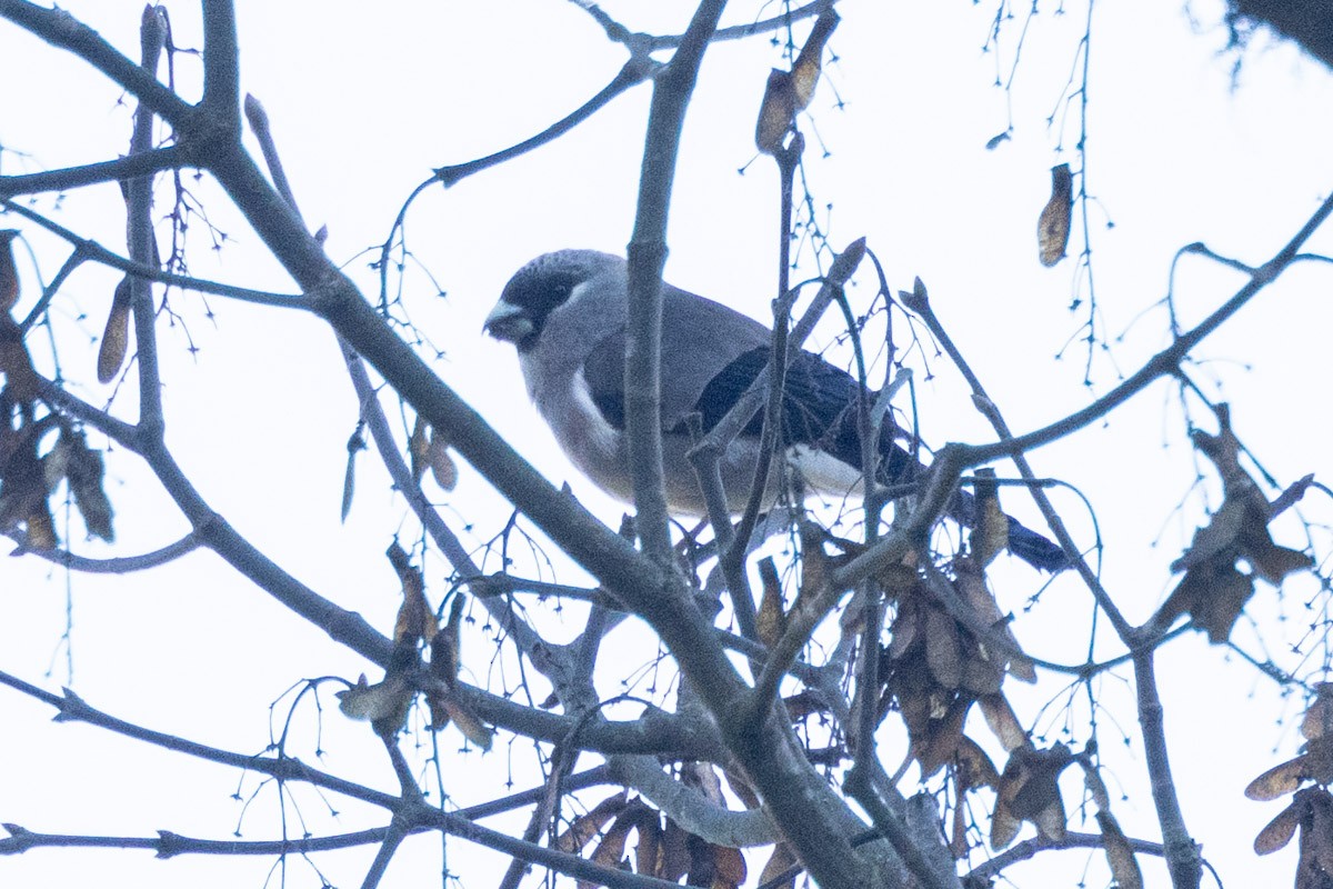 Brown Bullfinch - ML547568201