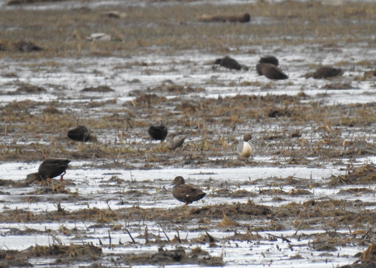 Northern Pintail - ML547568541