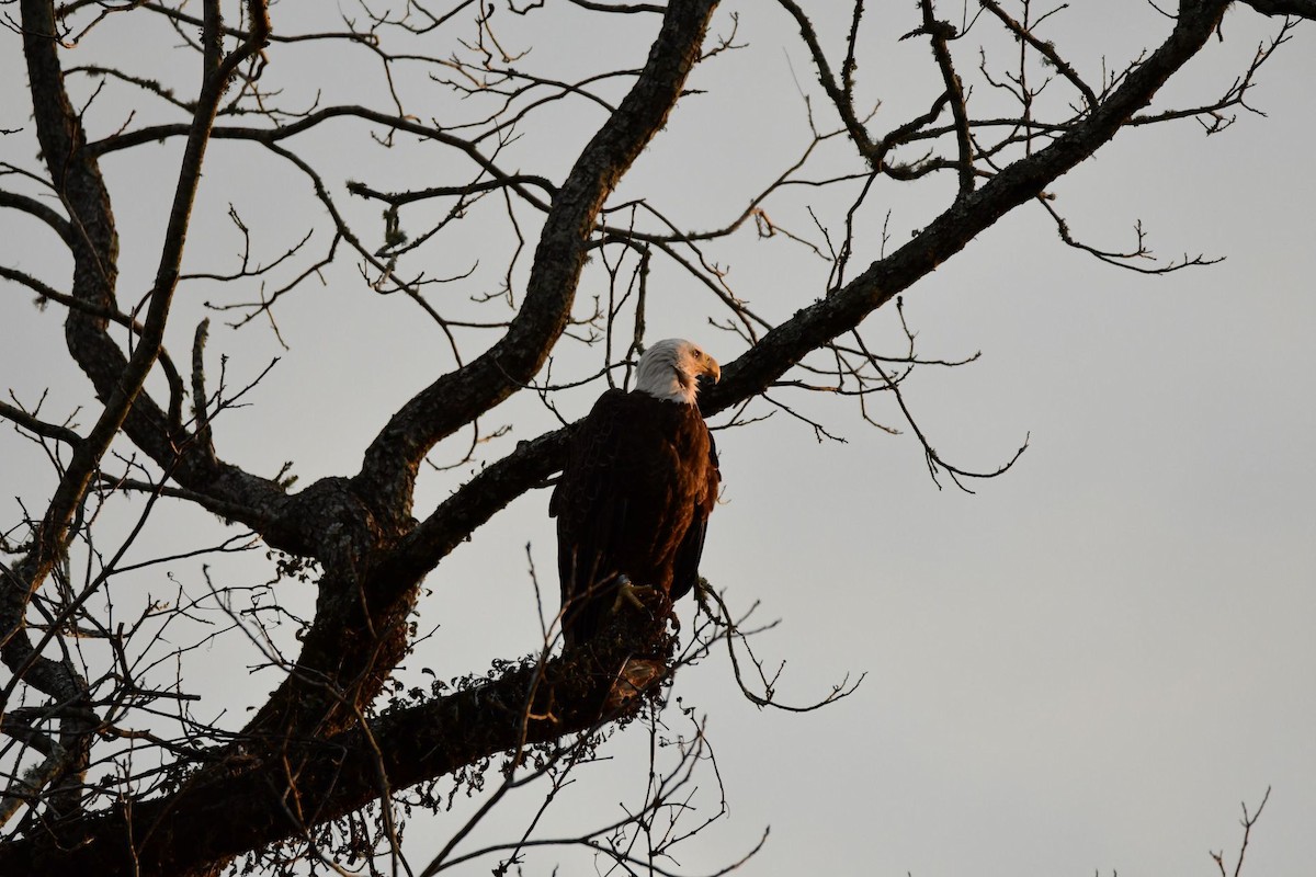 Bald Eagle - ML547568691