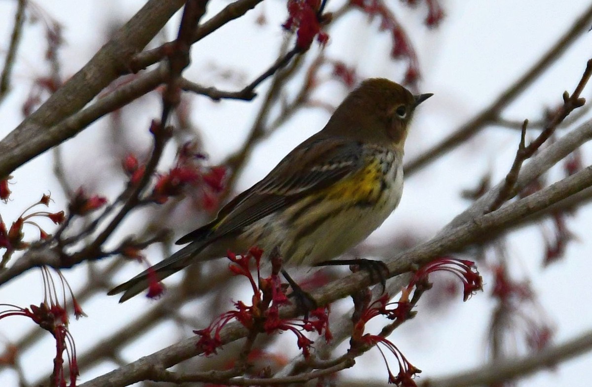 Yellow-rumped Warbler - ML547568771