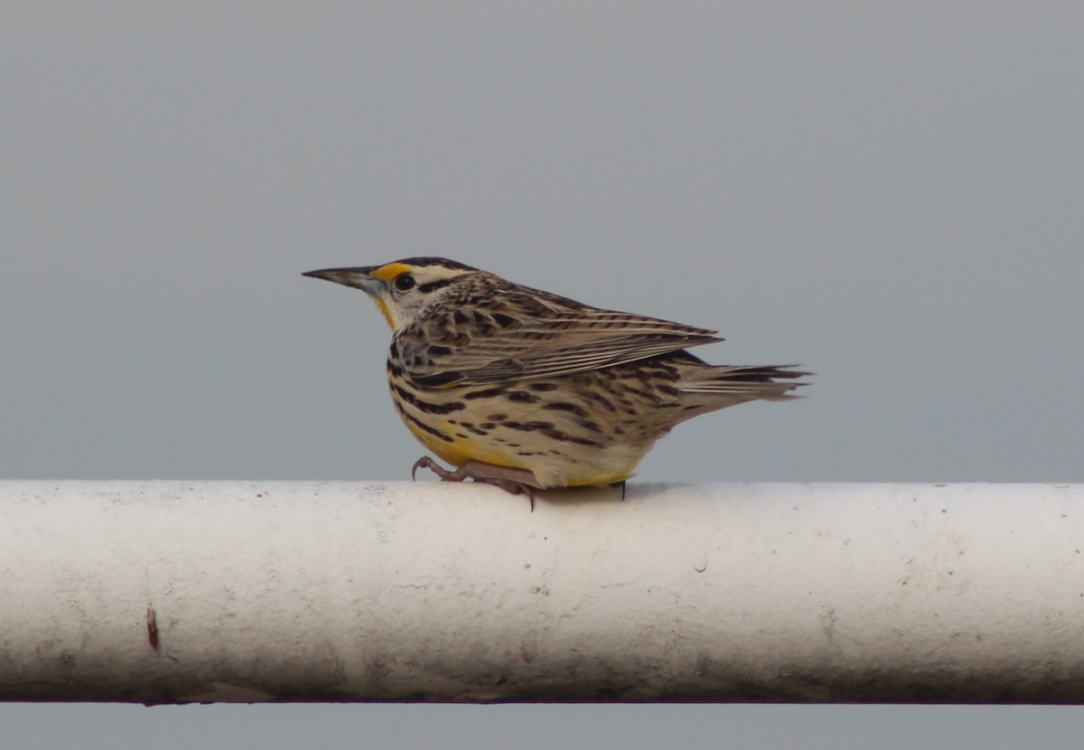 Eastern Meadowlark - ML547569541