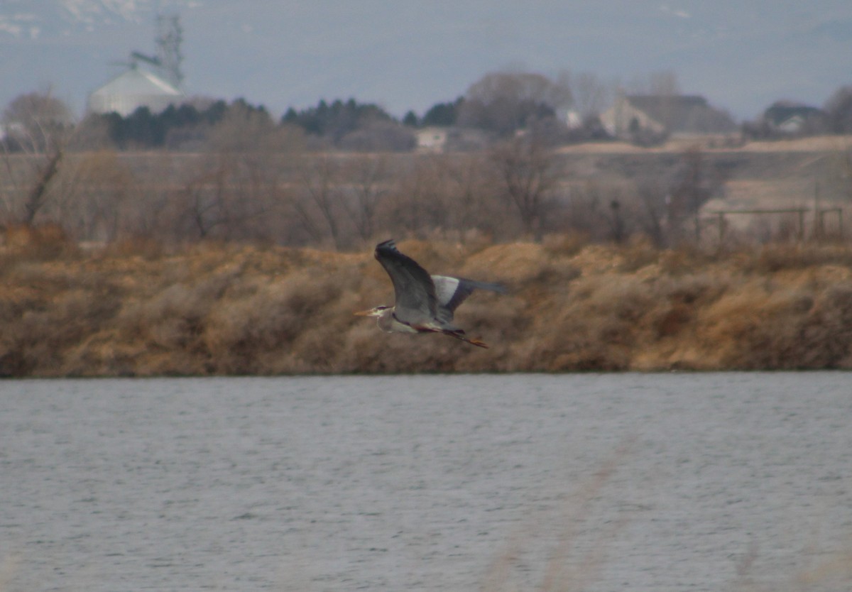 Great Blue Heron (Great Blue) - ML547570221