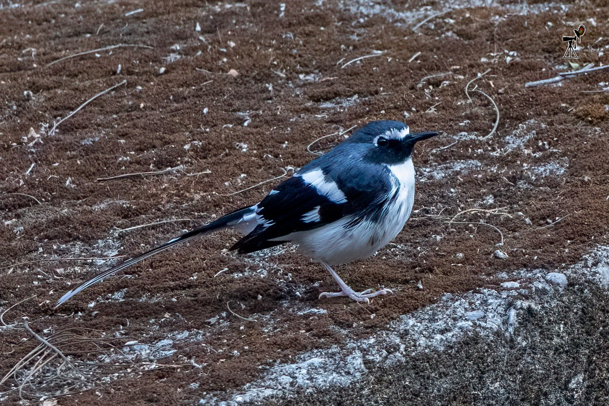 Slaty-backed Forktail - ML547570291