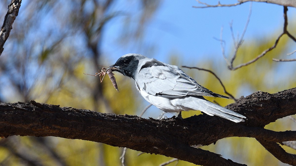 Black-faced Cuckooshrike - ML547570631