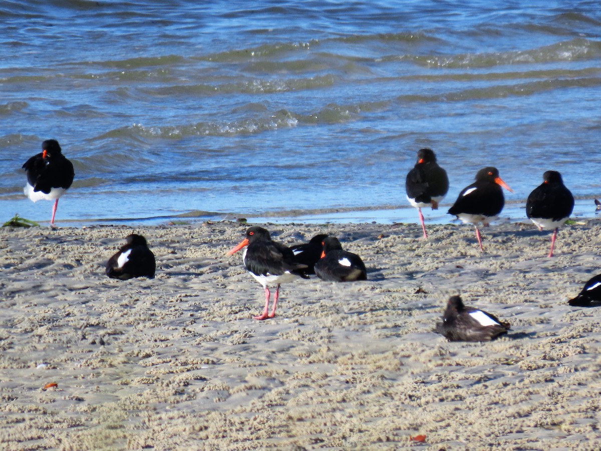 Pied Oystercatcher - ML547571061