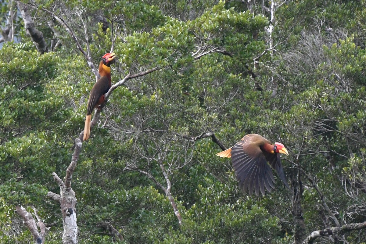 Rufous Hornbill - ML547571751