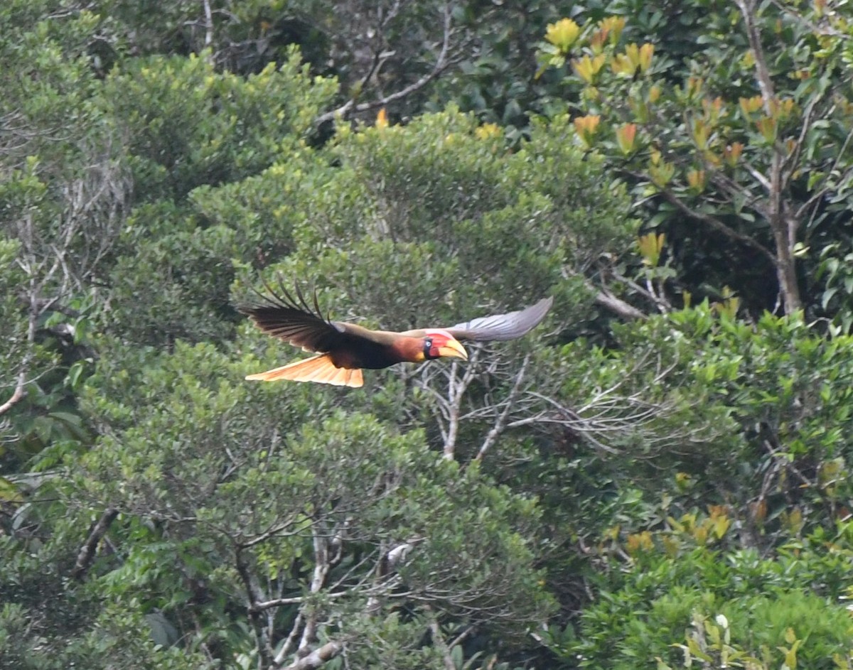 Rufous Hornbill - ML547571771