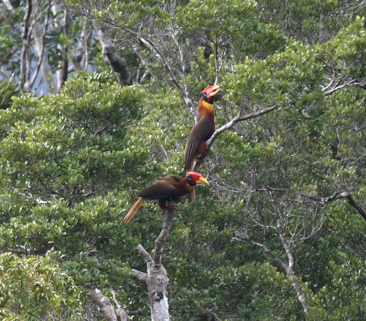 Rufous Hornbill - ML547571781