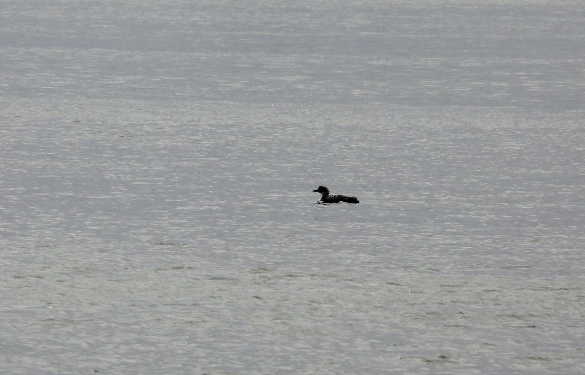 Common Loon - ML547572181