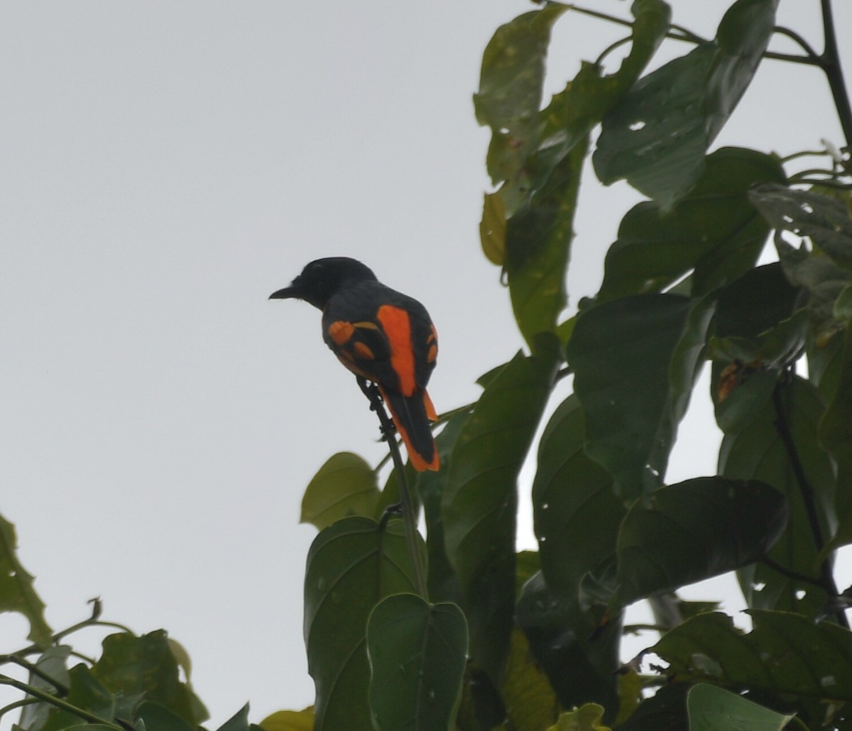 Scarlet Minivet - ML547572241