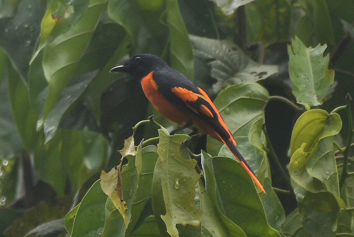 Minivet écarlate - ML547572251