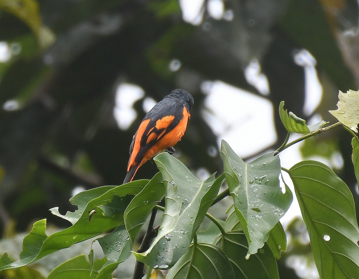 Scarlet Minivet - Ian Gardner