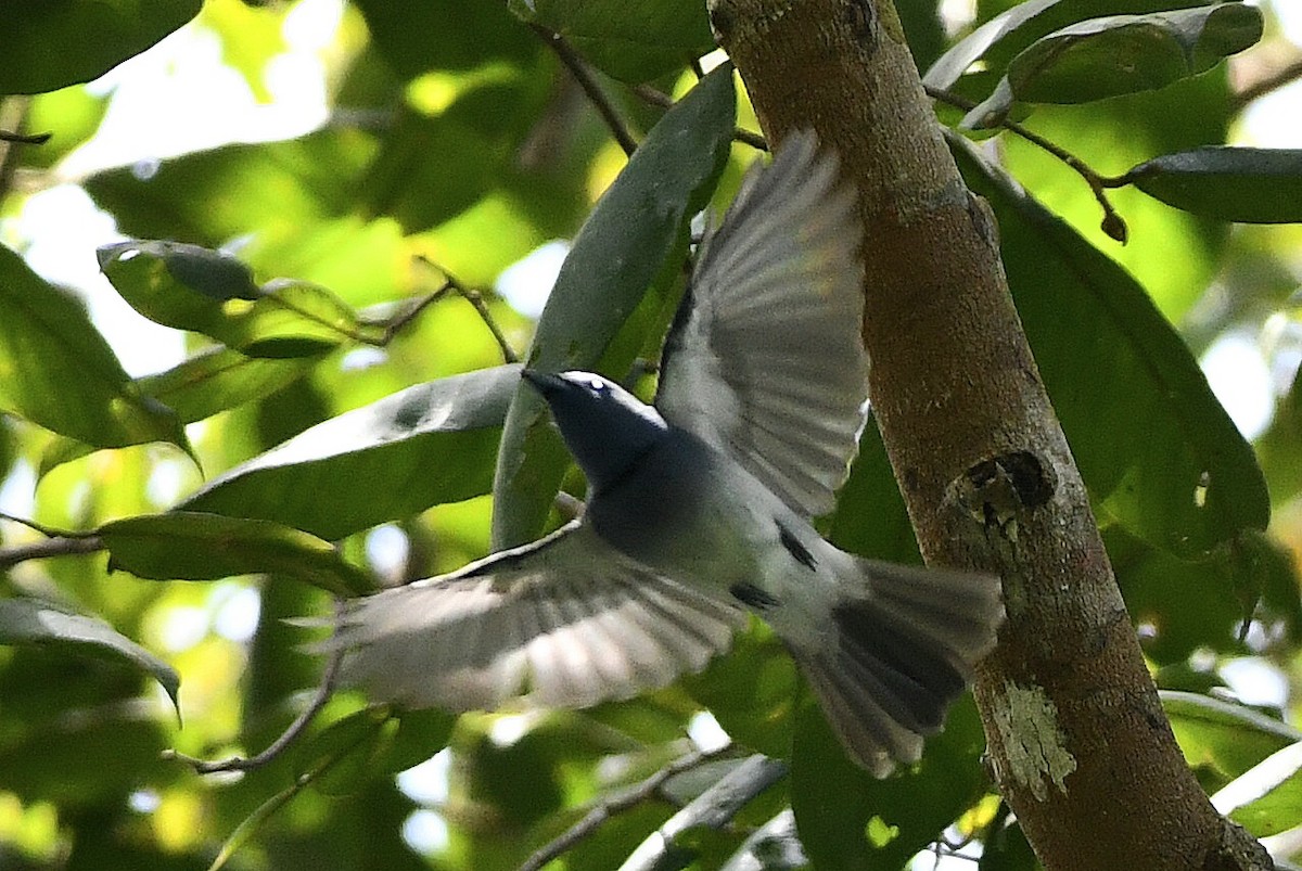 Black-naped Monarch - ML547572611