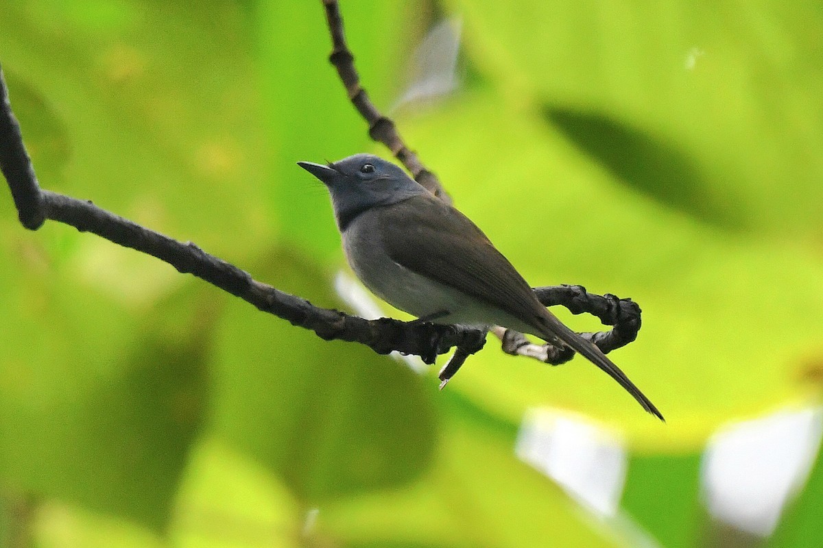 Black-naped Monarch - Ian Gardner