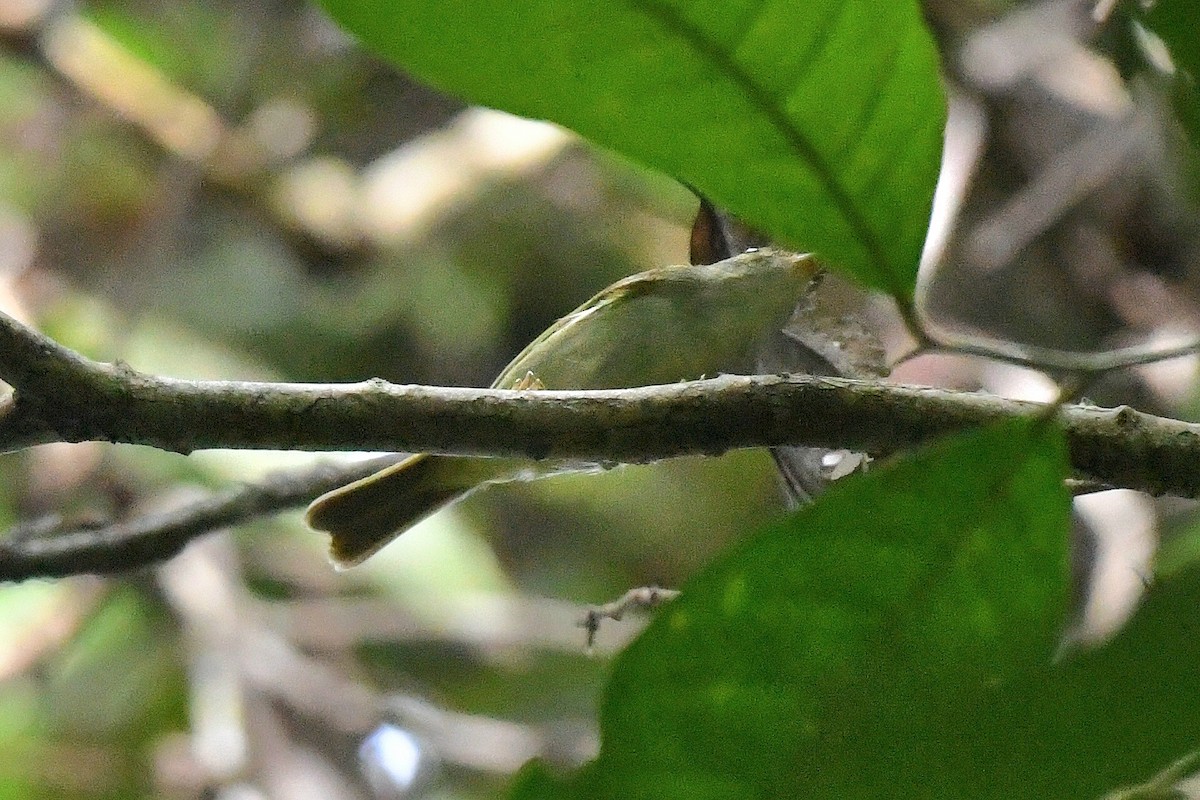 Mosquitero de Mindanao - ML547572711