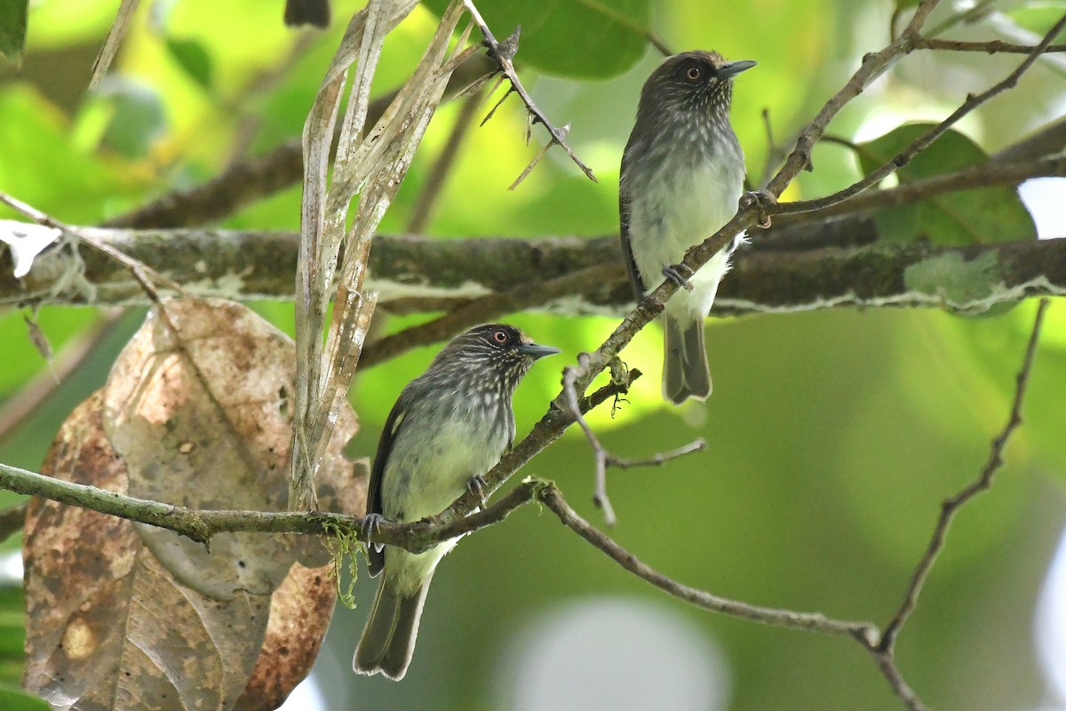 Visayan Pygmy-Babbler - Ian Gardner