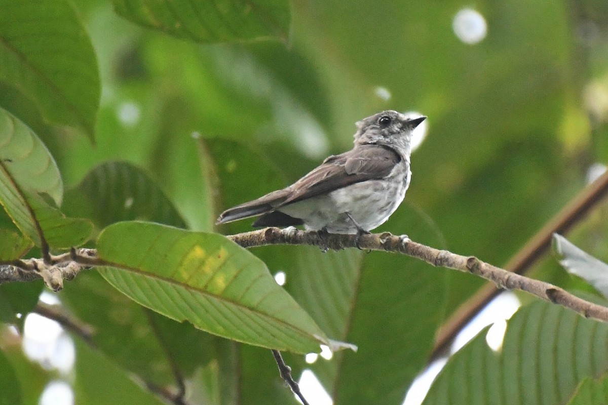 Gray-streaked Flycatcher - Ian Gardner