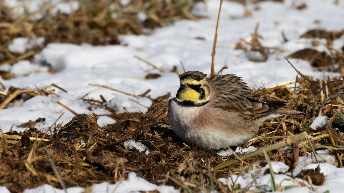 Horned Lark - ML547575011