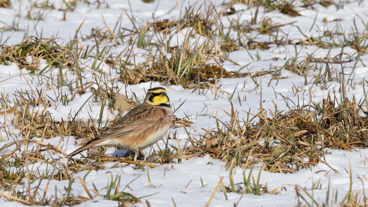 Horned Lark - Patrick Robinson