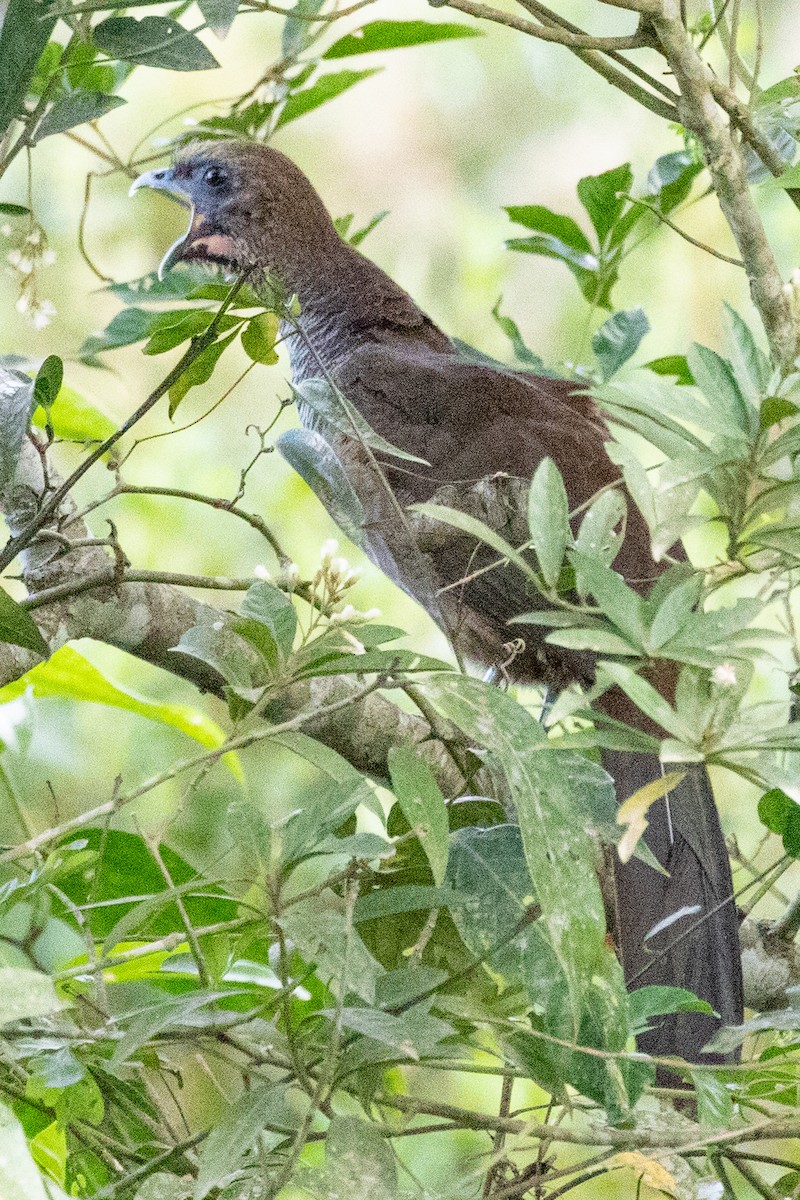 Scaled Chachalaca - ML547575831