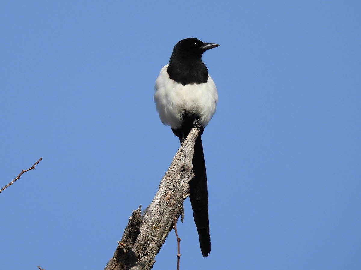 Black-billed Magpie - ML547576031