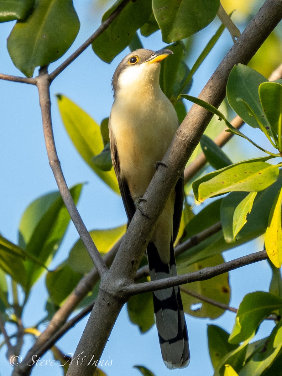 Mangrove Cuckoo - ML547576301