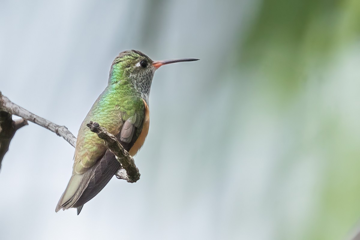 Amazilia Hummingbird - Jacques Jobin
