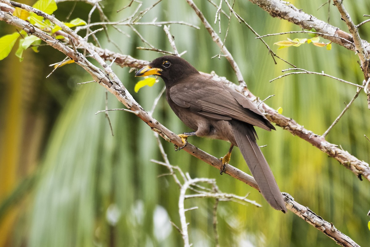 Brown Jay - ML547576641