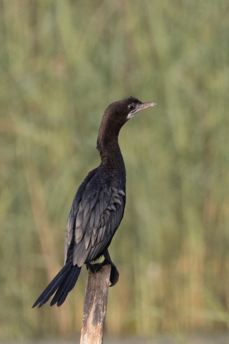 Little Cormorant - Uday Agashe
