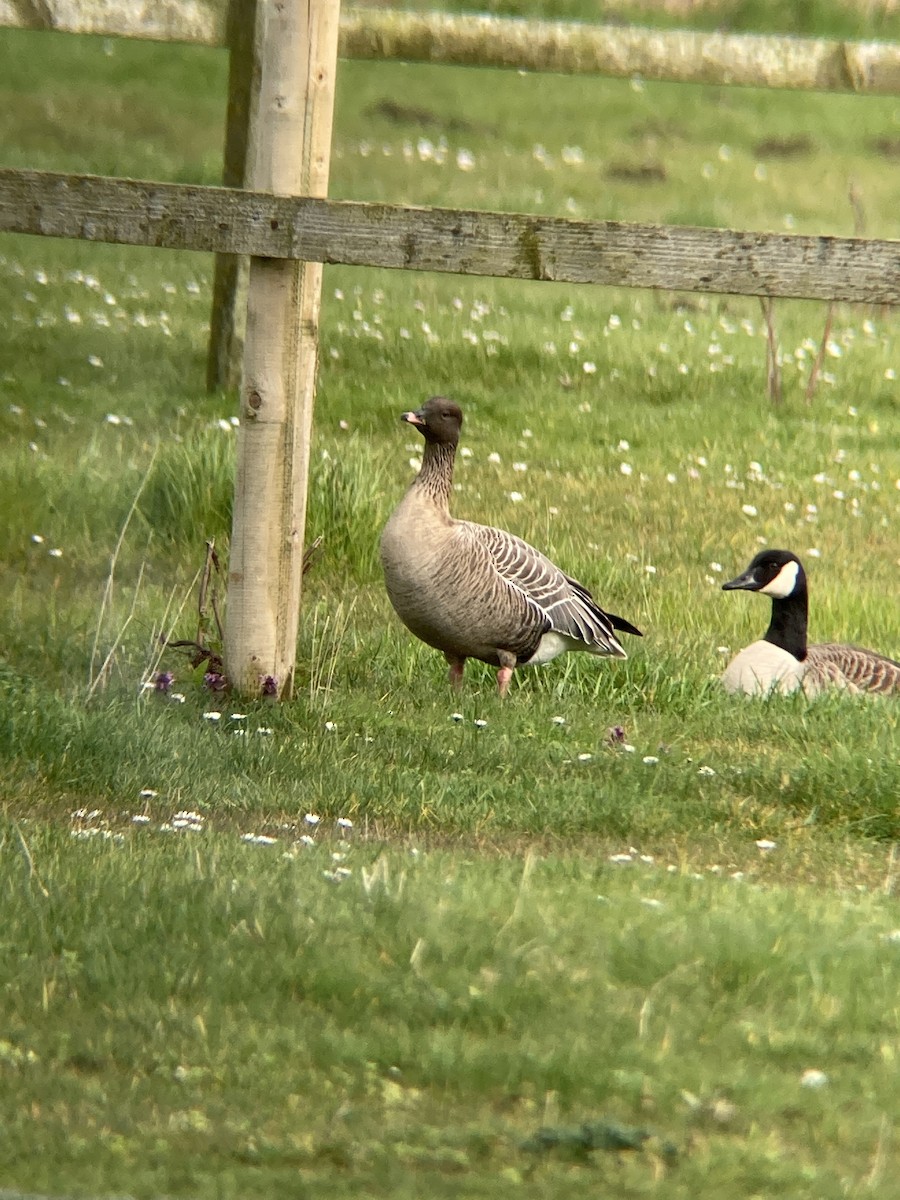 husa krátkozobá - ML547577601