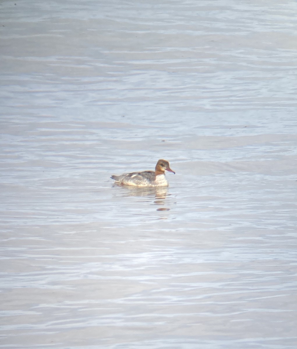 morčák velký - ML547577661