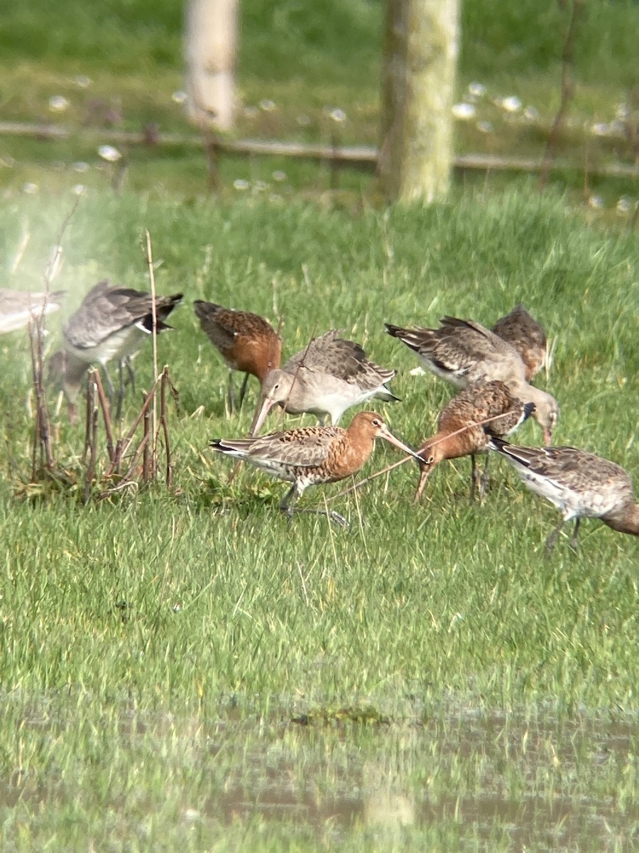 břehouš černoocasý - ML547577711