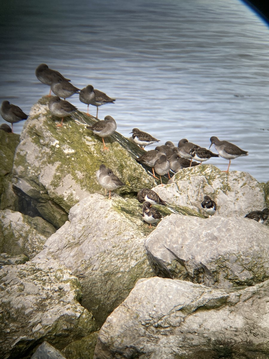 kamenáček pestrý - ML547577741