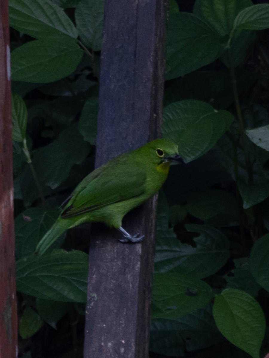 Lesser Green Leafbird - ML547577841