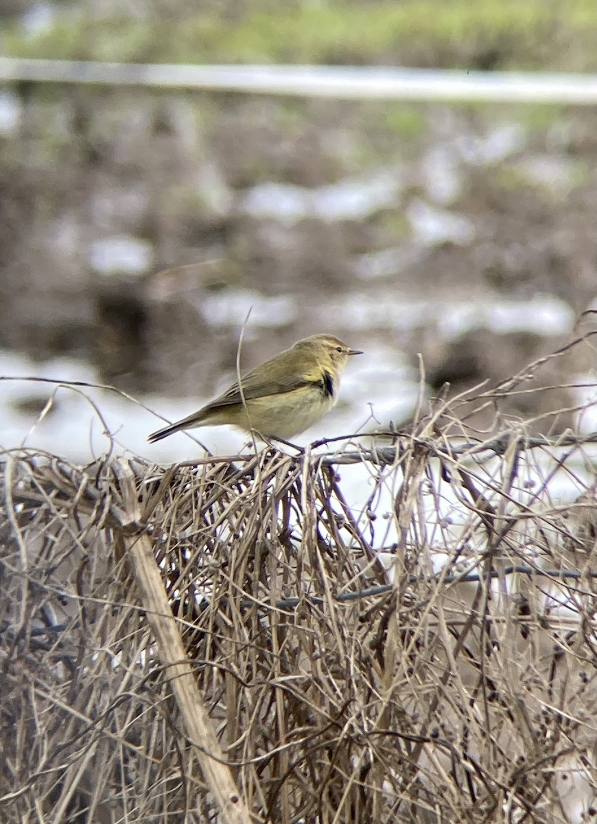 budníček menší - ML547578121